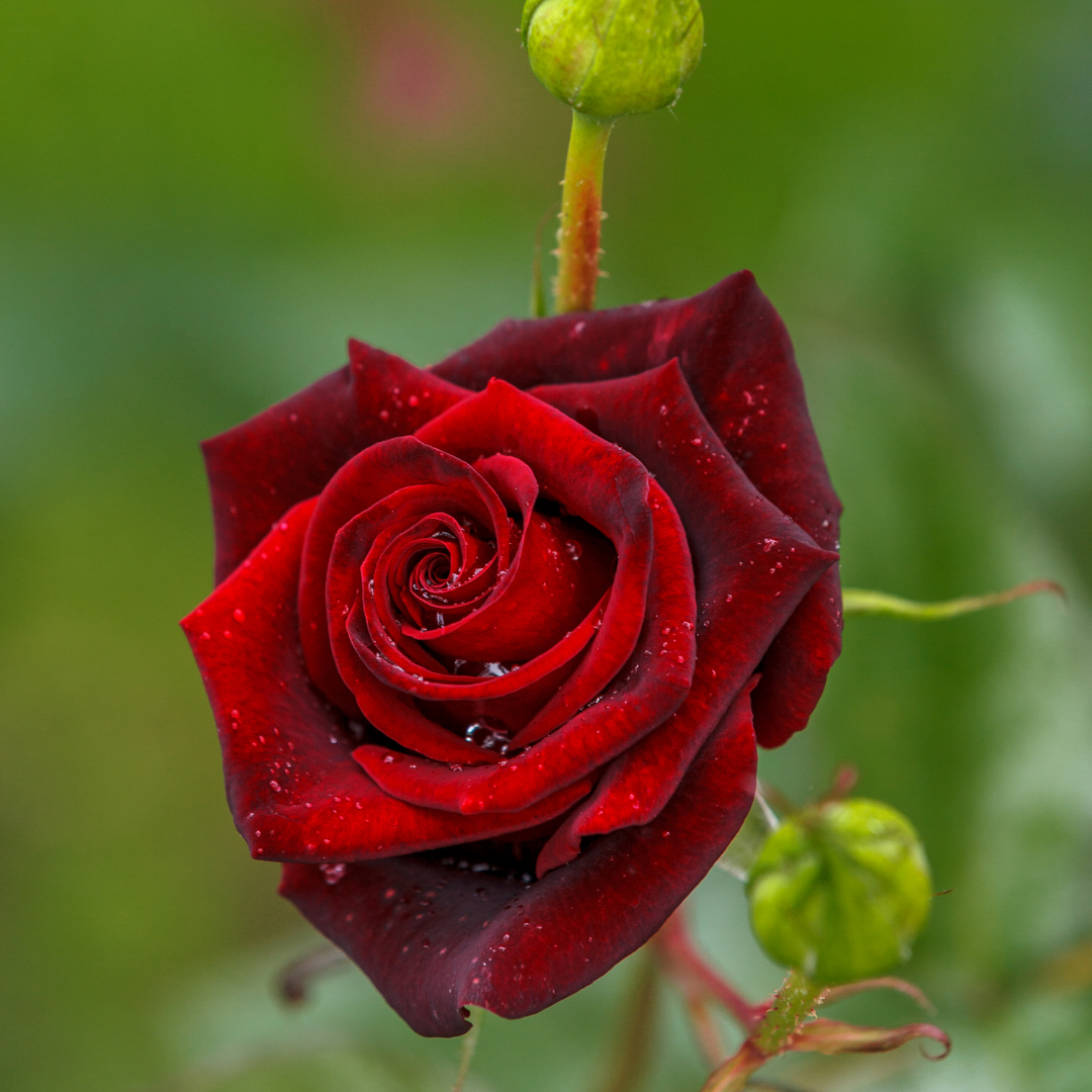 Floral Wax Melt Collection